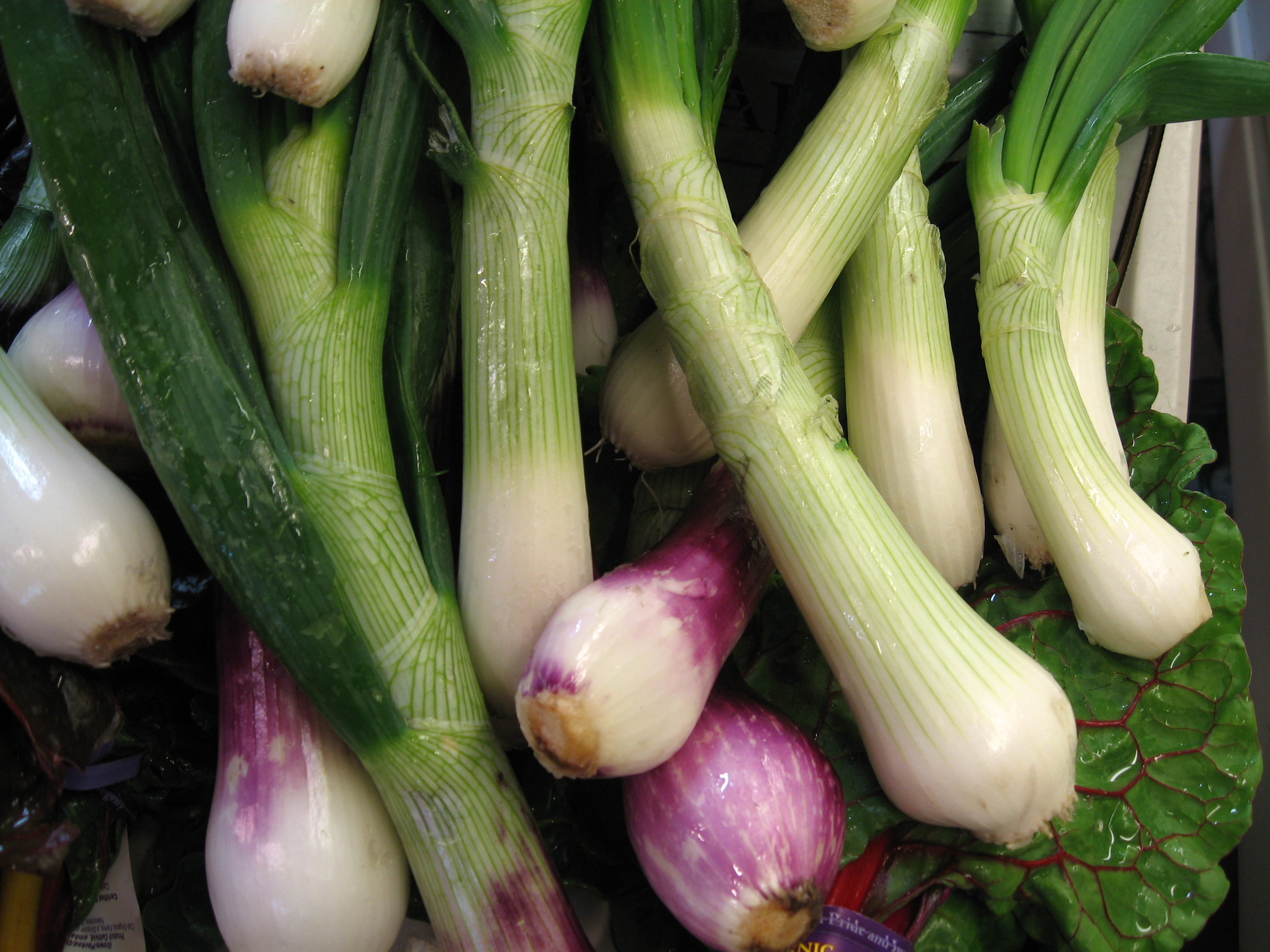 Profitable Onion Farming LATIA AGRIBUSINESS SOLUTIONS