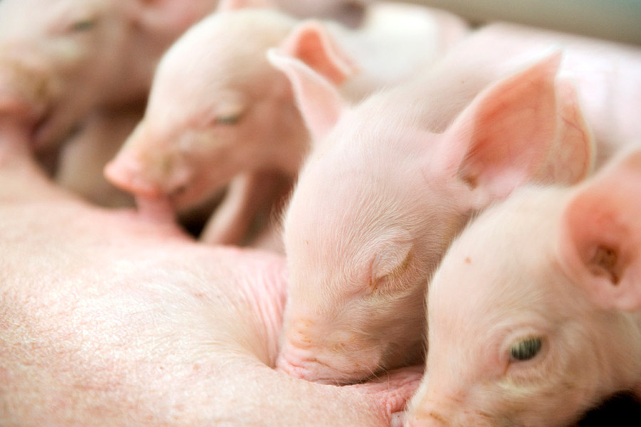 Selecting Breeding Gilt LATIA AGRIBUSINESS SOLUTIONS